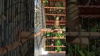 O MELHOR CANTO DE COLEIRO TUI TUI ZEL ZEL POR 10 HORAS