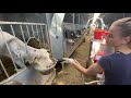 Incredible Snake Modern Agriculture Farm Animals Cow Farming Automatic Milking Milk Processing 2021