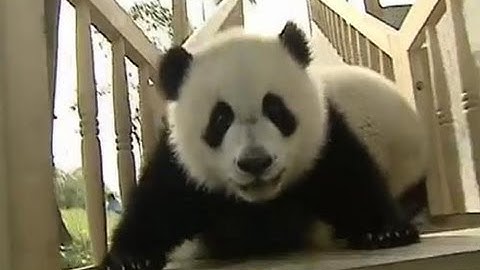 Pandas on Slide