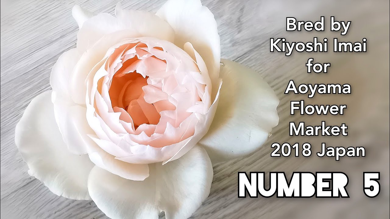 NUMBER 5 ROSE plant by Kiyoshi IMAI for Aoyama Flower Market