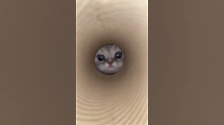 Video 11382861: small kitten, tom cat, face kitten, kitten show, longing