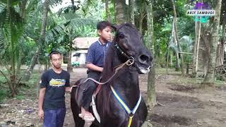 Tes Goyangan Janoko Putra Bogel Kuda Hitam Berambut Panjang