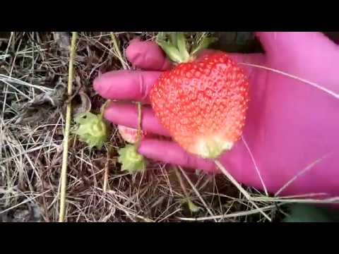 Земляника Роксана 16.06.2018 13:25