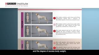 Discover Ideal Cat Weight with Purina's Body Condition Tool - Purina