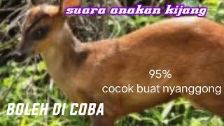 suara anak kijang memanggil induknya ⭕ persi panjang