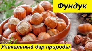 Фундук – уникальный Дар Природы Фундук – уникальный Дар Природы