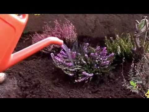 Video: Koliko su izdržljive biljke lavande: Najbolje biljke lavande za vrtove Zone 5