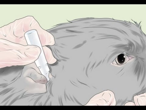 6 remedios caseros para la infección de oído en un perro hqdefault