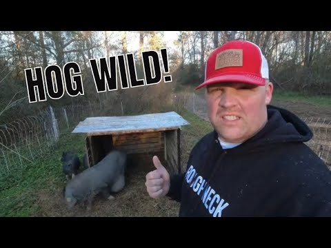 Moving the Pigs and Our Winter Garden