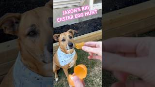 JAXON’S FIRST EASTER EGG HUNT! #asmr #puppylife #easter #easteregghunt #fypviralシ #shorts #egghunt