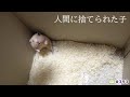 殺処分される直前で片目のハムスターを保護しました。