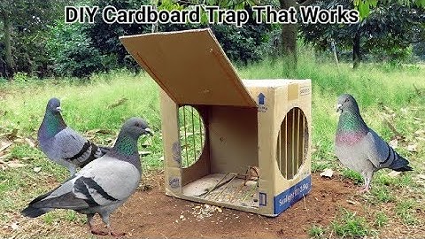 How to Catch a Pigeon Using a Cardboard Box 🕊️ | Easy DIY Bird Trap