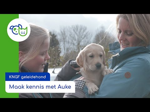 Maak kennis met Auke; onze sponsorpup van KNGF Geleidehonden