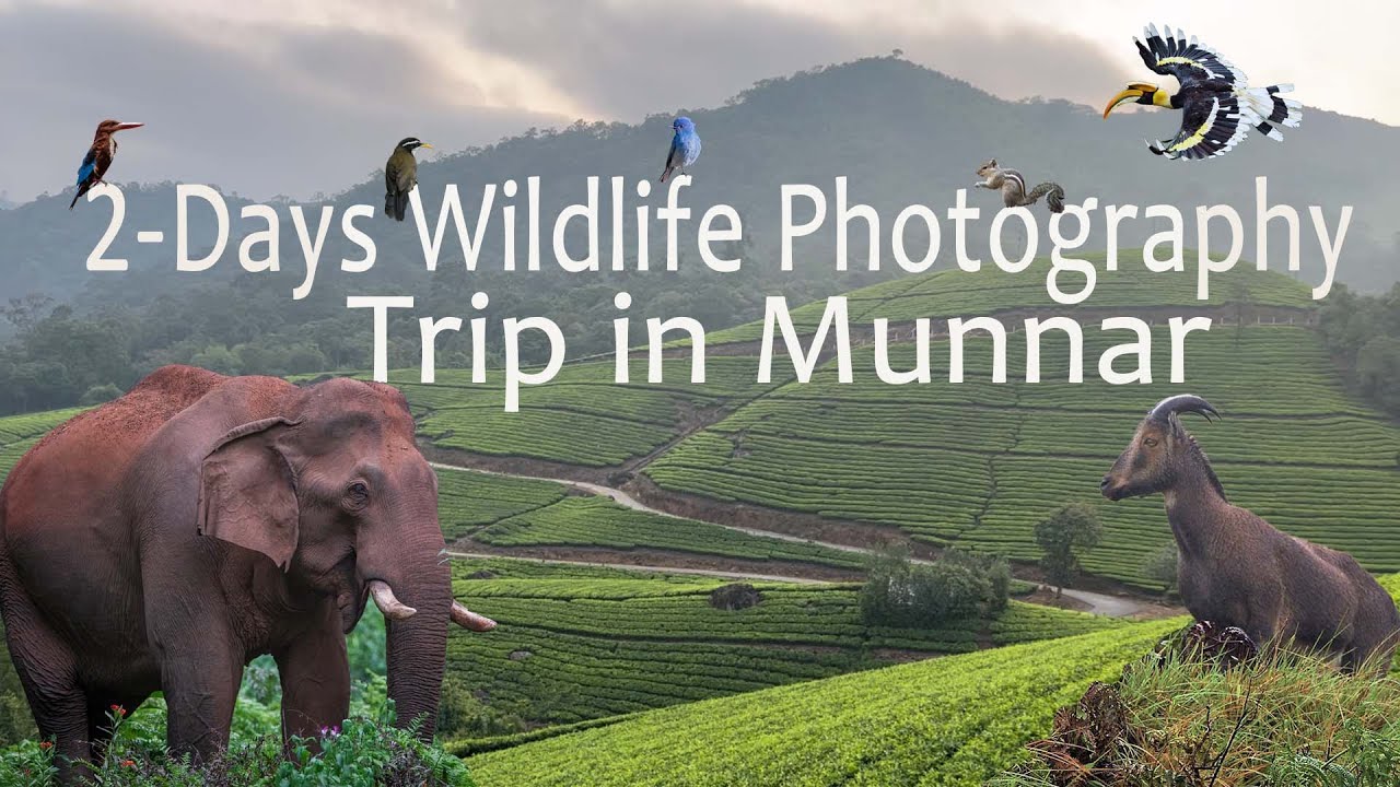 മൂന്നാറിൽ രണ്ട് ദിവസത്തെ വന്യജീവി ഫോട്ടോഗ്രാഫി യാത്ര എങ്ങനെ പ്ലാൻ ചെയ്യാം | Wildlife in Munnar.