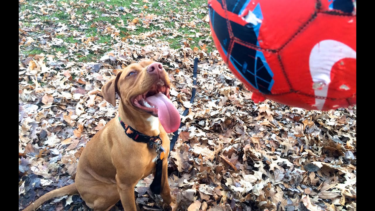 Pit bull Dog steal boys soccer ball and runs YouTube