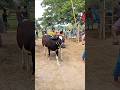 #ytshorts #cow #hate #goru #bull #গরু #গরুর_হাট #গরুর #cowunloading #cows #cowvideos #গরু #হাট #caw