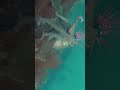🐙がタコジグを抱く瞬間!【タコ釣り水中映像】underwater fishing