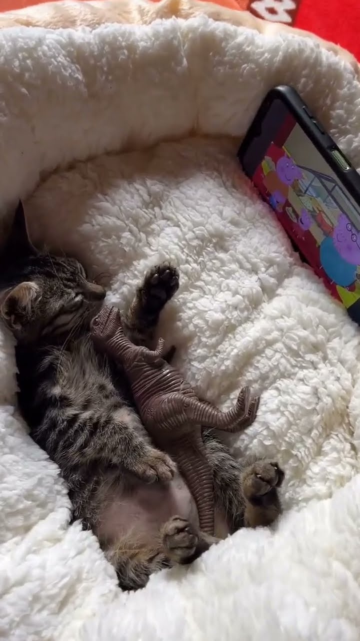 Bébé chaton  ???????? #cat #cute #funny #catlover