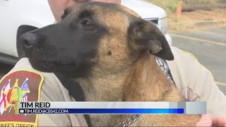 New K-9 at Pickens County Sheriff's office