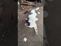 Cute Cat Funny Shorts videos Real short video For you Video #aww #animals