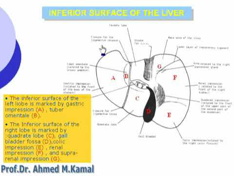 46 liver (inferior surface ) | abdomen | anatomy by dr ahmed kamal ...