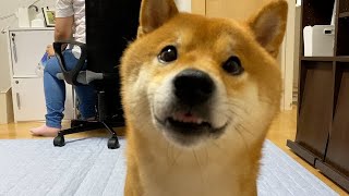 柴犬が可愛い声でせがむ様子
