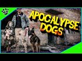 Best Dogs For Zombie Apocalypse