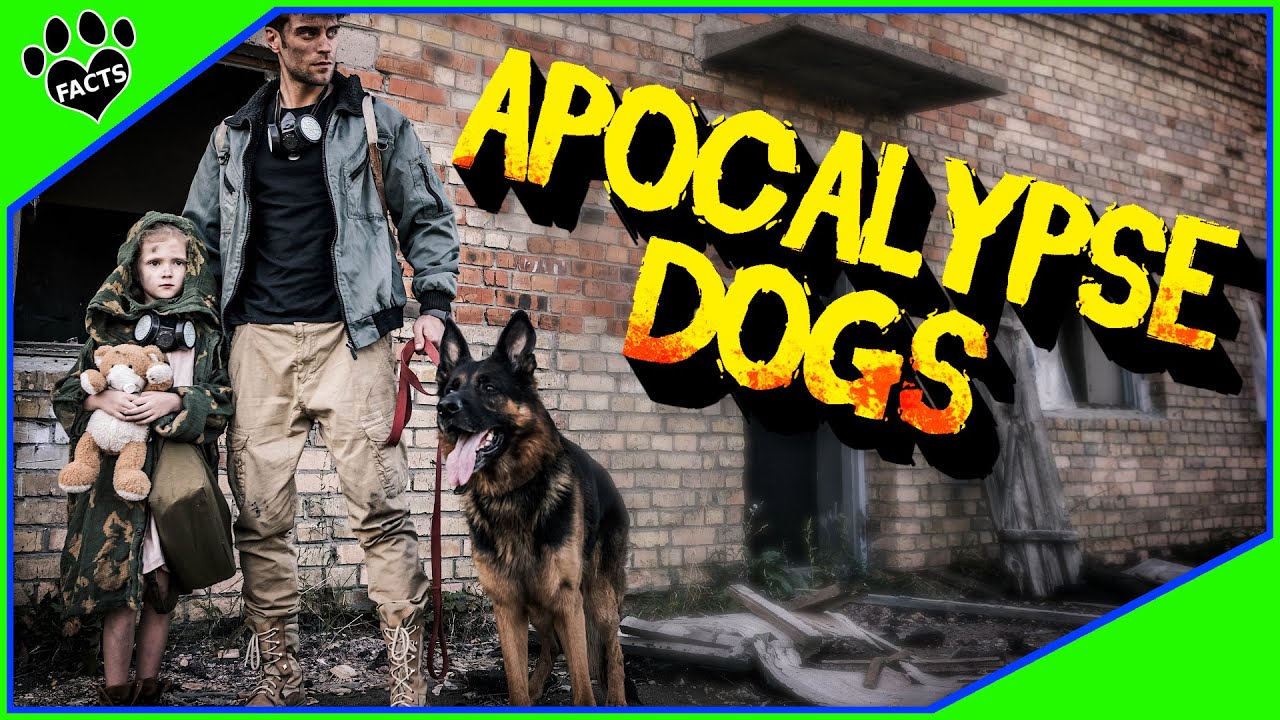 Best Dogs For Zombie Apocalypse - YouTube