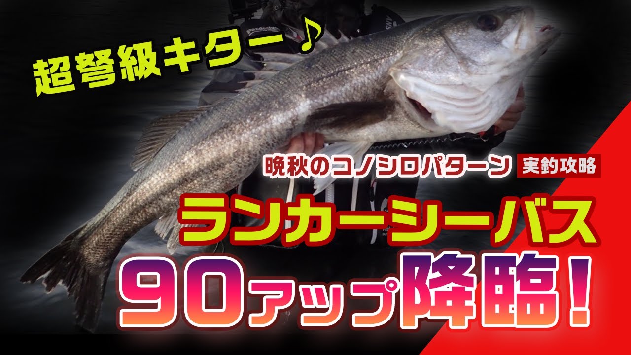 東京湾コノシロシーバス対応 尺ワン 東京湾コノシロパターンシーバス | Megabass-メガバス