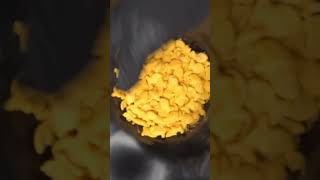 ASMR THINGS GoldFish #asmrsound #asmrfood #asmrvideo #asmrsoothing #goldfish #asmr