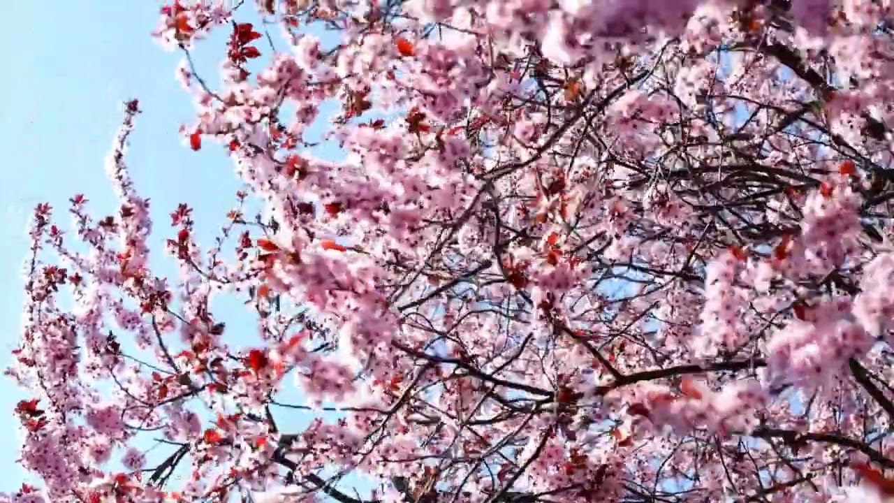 Music for the Soul Spring Bird Songs with Pink Flower Buds