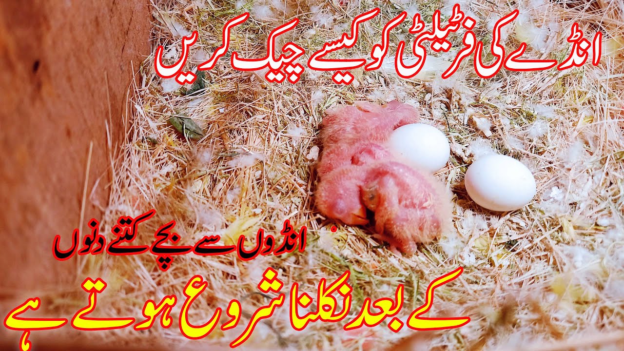 انڈوں میں سے گرمی اور سردی میں کتنے دنوں بعد بچے نکلتے ہیں۔انڈوں میں بچے بنئے کے نہیں کیسےچیک کریں