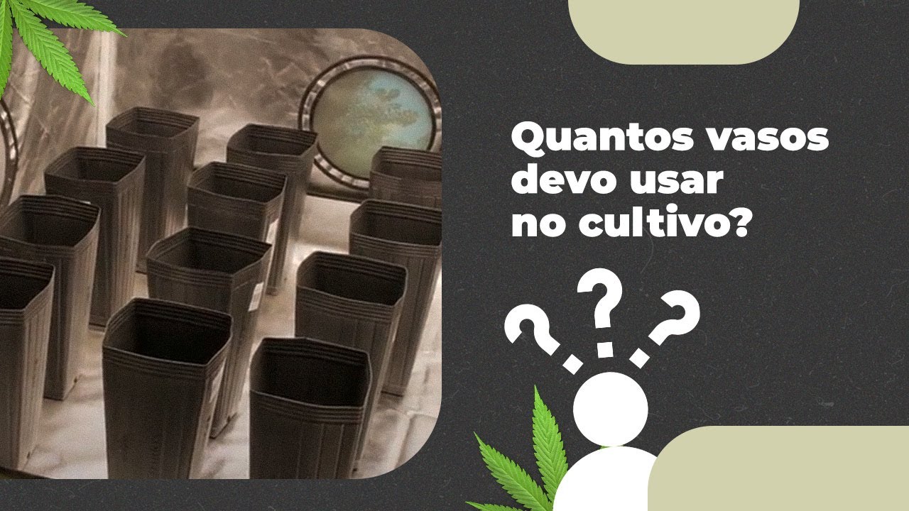 Quantidade de vasos por tamanho de estufa no cultivo indoor