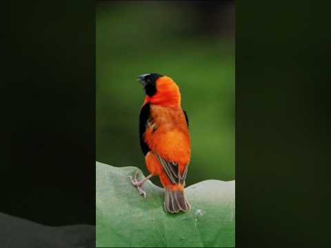 beautiful bird #shorts #birds