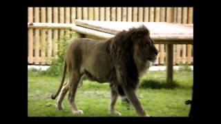 Play Time With Clarence And Brutus At Wingham Wildlife Park