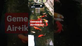 Suara Gemericik Air Kolam Ikan Koi shorts
