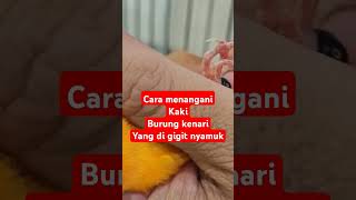 Tehnik Menyembuhkan Kenari Yang Di Gigit Nyamuk