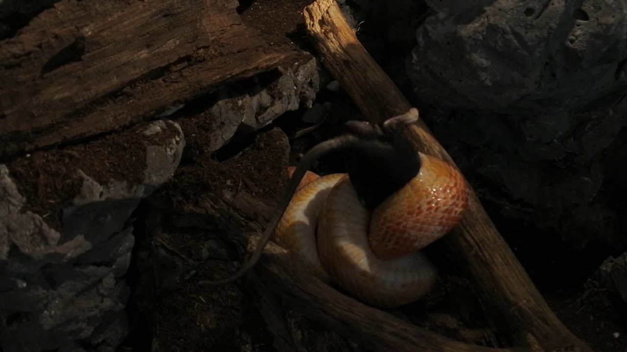 boardgamegeek boa tęczowy vs mysz wąż zbożowy vs szczur