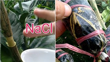 cách bó bầu bưởi ra nhiều rễ