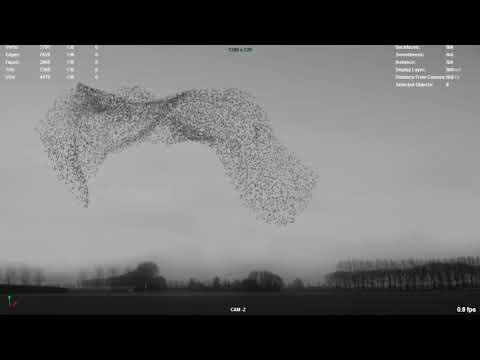 3D Birds flocking