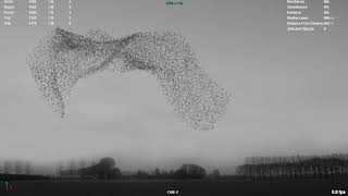 3D Birds flocking Wealth