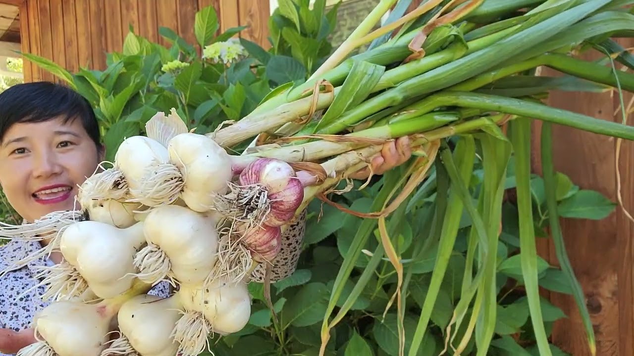 THU HOẠCH TỎI,CẢI CẦU VÒNG, TRÁI ĐUÔI CHUỘT, BÍ NGÒI VÀNG TRÒN 