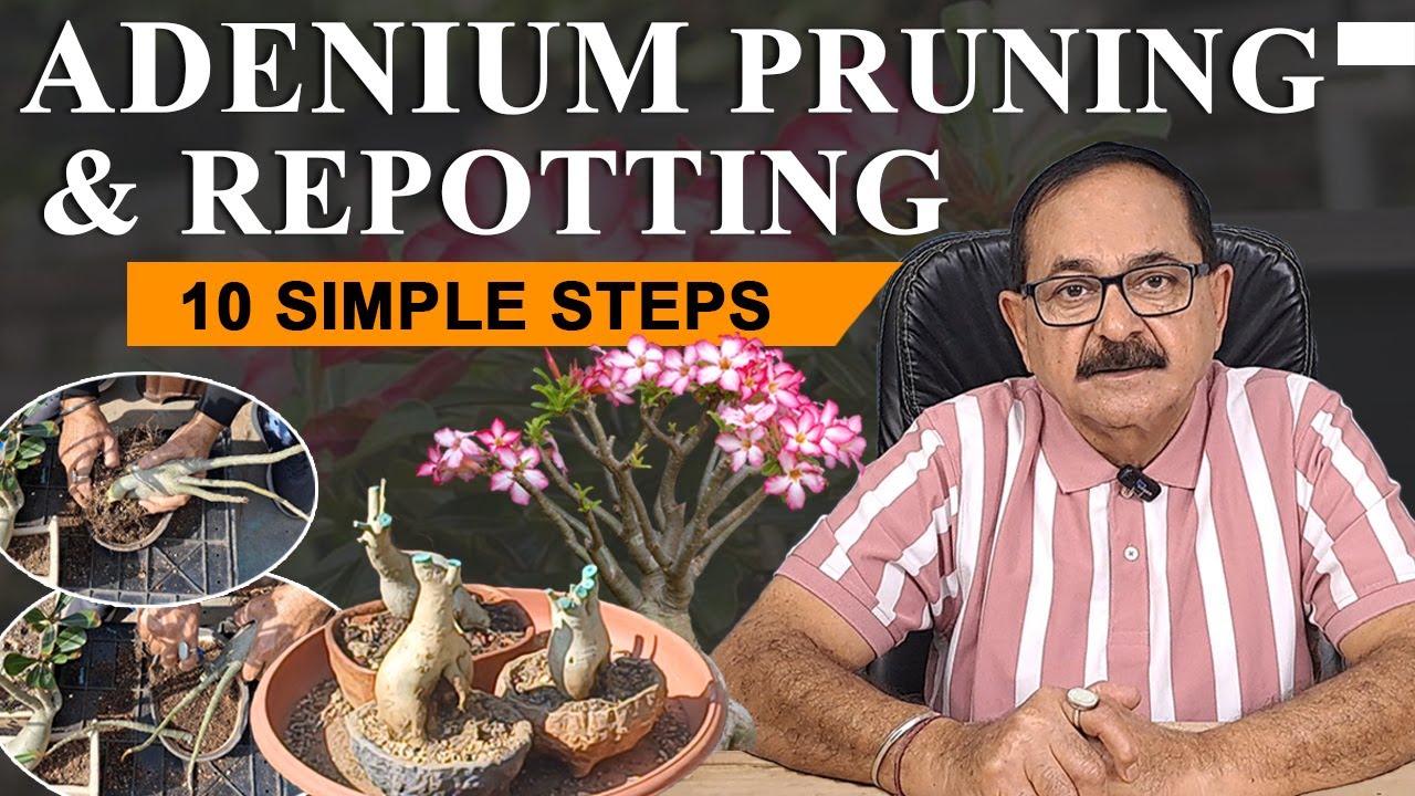 Adenium/Dessert Rose: Pruning & Repotting Techniques #adenium