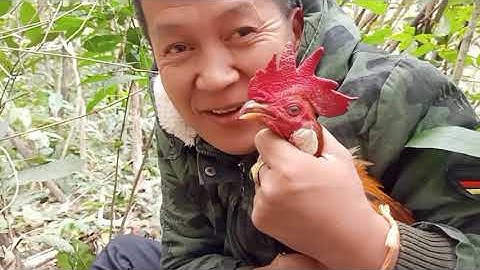 Yos hav zoov dib qaib qus nyob sab 52 part 2