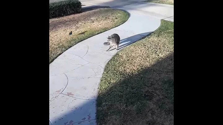My cat who never learns
