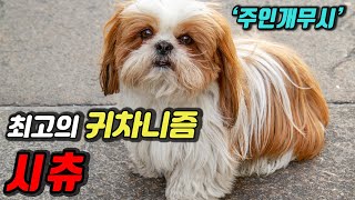 Interesting facts 90% of people don't know about Shih Tzu