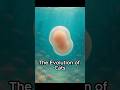 The Origin of Cats How Cats Came to Be cat evolution The Origin of Cats How Cats Came to Be cat evolution