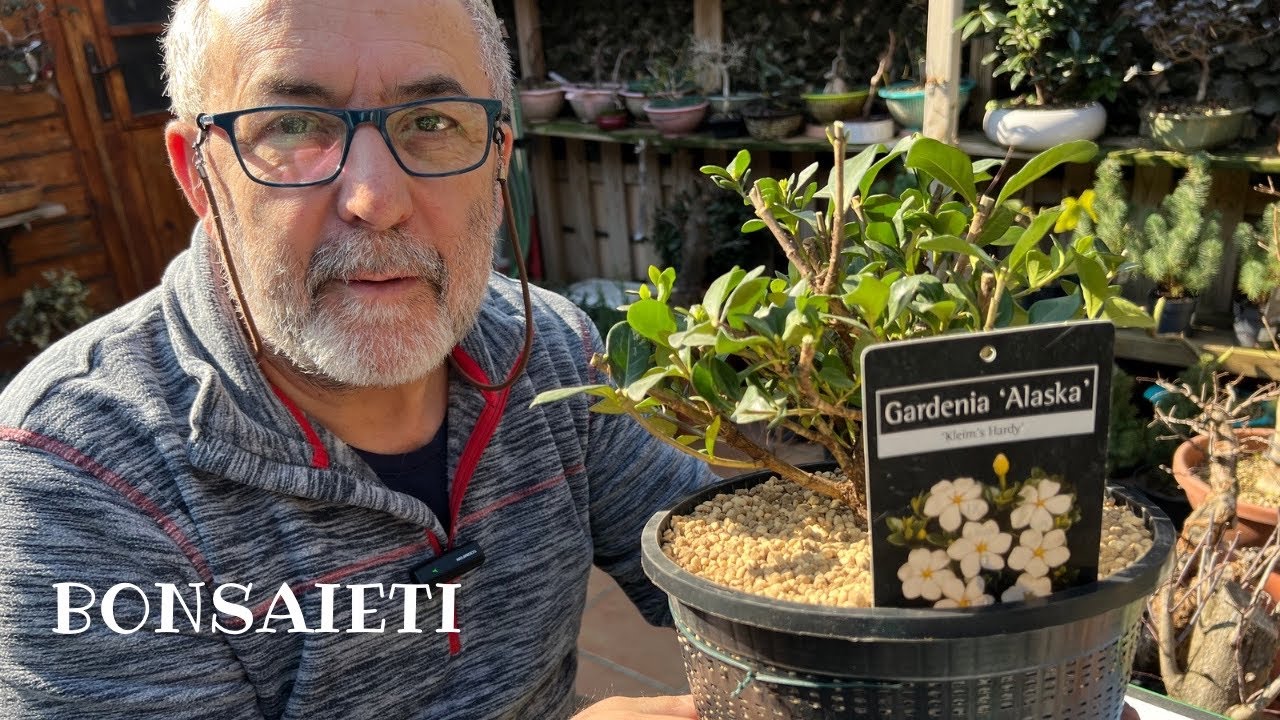 🌺ГАРДЕНИЯ ЖАСМИНОИДНАЯ ИНТЕРЕСНЫЕ ДОСТОПРИМЕЧАТЕЛЬНОСТИ