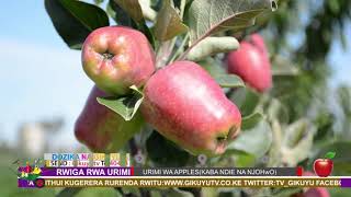 RWIIGA RWA URIMI: Gutaukwo urimi wa Apples: PART 1 RWIIGA RWA URIMI: Gutaukwo urimi wa Apples: PART 1