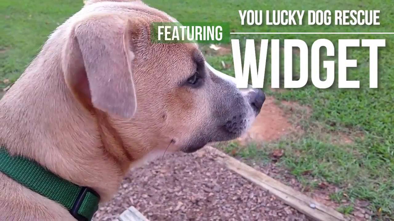 You Lucky Dog Rescue Featuring Widget YouTube